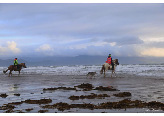 Irlande chevaux