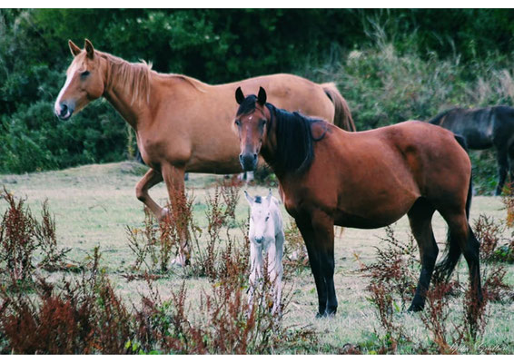 Irlande chevaux