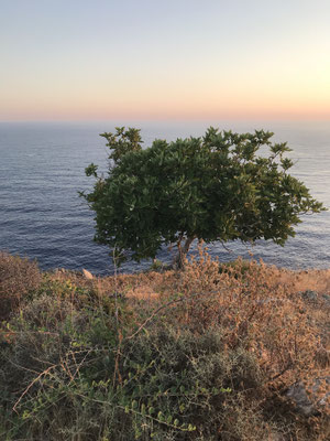 Feigenbaum im Naturschutzgebiet