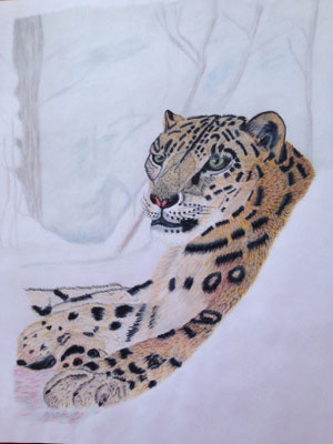 Snow Leopard: Caran d'Ache Luminance on Drawing Paper A3