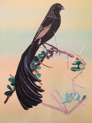 Jackson's Widowbird: Caran d'Ache Luminance / Airbrush on Fabriano Artistico 160g A3