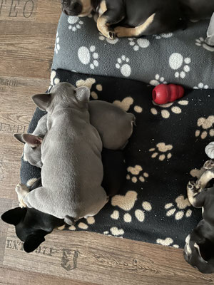 Naja, ich glaube Daluna übertreibt gerade mit ihrem Schlafplatz.