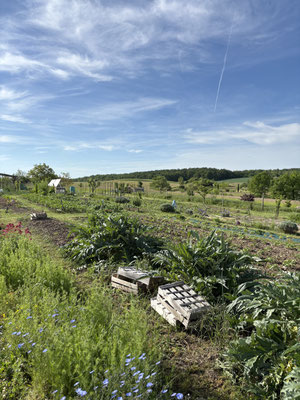 Le potager biologique - Au mas de Janita ©
