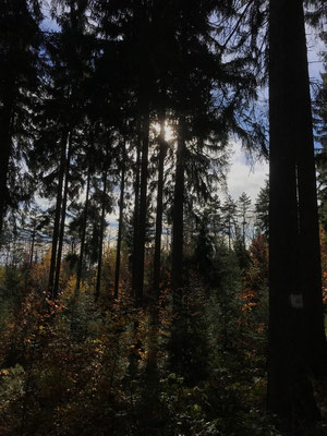 Im Wald in Kleinolbersdorf