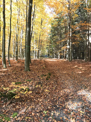 Waldweg in Richtung Sternmühle