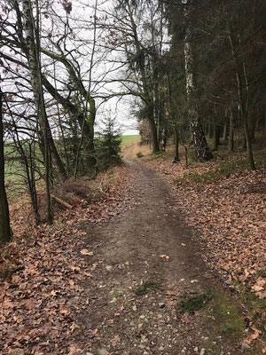 Waldweg zum Adelsbergturm