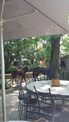 Es gibt sie wirklich die black horses im "Black Horse"