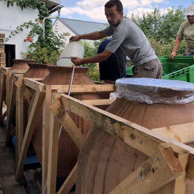 Bio Weingut Johannes Zillinger amphora during harvest