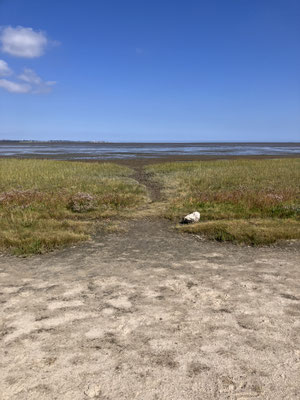 Das Wattenmeer bietet Viele Lebenräume, wie STrand, Salzwiese und Wattflächen.