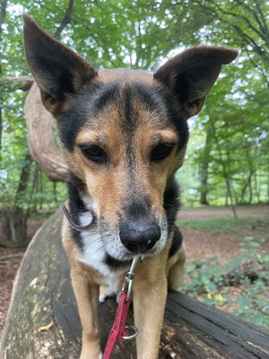 21.09.2025: Oskar ist 4,5 km gelaufen. Start am Tierheim Köln-Dellbrück, über unterschiedliche Waldwege, am Bach entlang, über die große Wiese und zurück zum Tierheim.