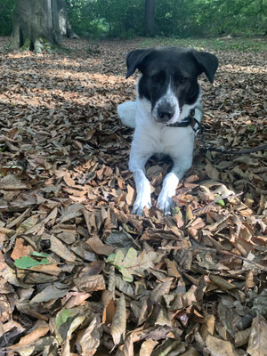 13.09.2025: Sammy ist 5,67 km gelaufen. Recklinghausen, Pöppinghausener Wald zum Kanal, und weiter