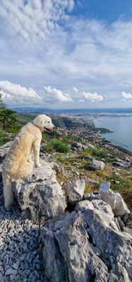 24.08.2024: Buddy (7 J) ist 9,62km auf dem Napoleon Weg bei Trieste gelaufen
