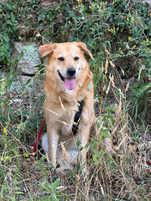 15.09.2024: Vaidosa (7J) Kleine Wanderung (4,09km) von der Beiswanger Kapelle vorbei an Wiesen, Feldern und Waldrand. Auf einem Feldweg an Beiswang vorbei zurück zur Kapelle.