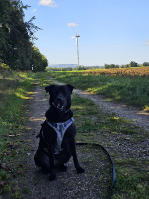 24.09.2023: Becks aud dem Tierheim Bergheim hat 8,72km rund um das Tierheim Bergheim, Fortunafeld und Bethlehemer Höhe zurückgelegt.