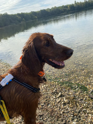 07.09.2024: Becci (1,5J) ist mit Frauchen Barbara 6,5km von Glesch zur Glescher Mulde gelaufen, dann über die Bandstraße einmal um den Peringsmar und wieder über die Bandstr. Richtung Erft zurück nach Hause!!