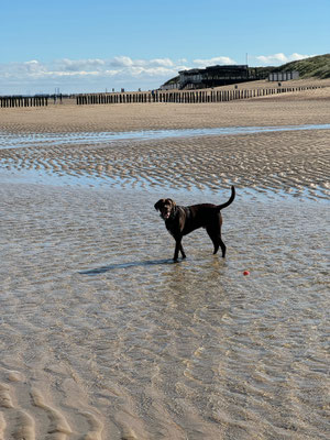 08.09.2024: Paul (4J) ist mit Christian und Dennis 10km gelaufen: EuroParcs in Cadzand (Niederlande), durch Cadzand-Bad zum Strand, am Strand entlang bis Nieuwvliet-Bad und den gleichen Weg wieder zurück. 