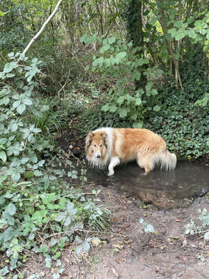 22.09.2024: Jupp, (11 J) ist 5,03 km gelaufen. Ausgehend vom Sportplatz in Schlich über den Hauweg in Richtung Friedwald Merode, weiter in süd-westlicher Richtung über die Münsterstraße zurück in Richtung Ausgangsort.