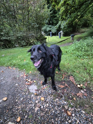 22.05.2025: Gizmo ist 10 km gelaufen. Wiesbaden Start an der Fasanerie 