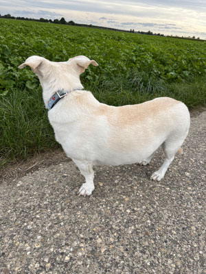 29.09.2024: Luna, (7J) ist 2km über das Feld in Bergheim-Ahe gelaufen.