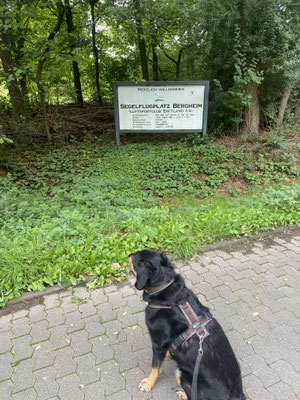 21.09.2025: Oskar ist 4,18 km gelaufen. Rund um den Segelflugplatz Bergheim-Glesch.