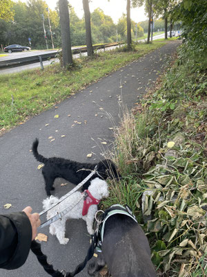 20.09.2025: Channel, Meilo und Cleo sind 9,6 km in Hürth gelaufen.
