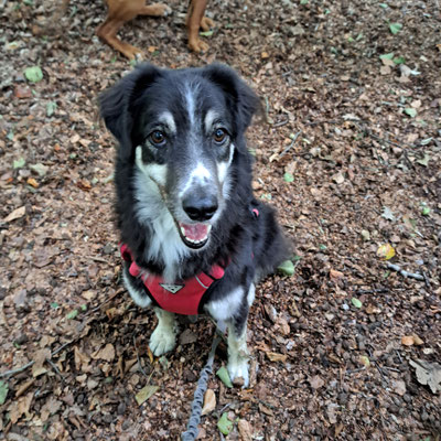 18.09.2025: Kira hat 10km entlang der Niers zurückgelegt.