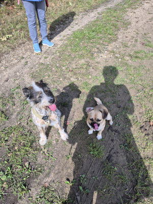 15.09.2025: Heidi und Elvis sind 3,67 km gelaufen. Parkplatz Segelflugplatz, über die Wiedenfelder Höhe und über die Allee zurück zum Parkplatz.