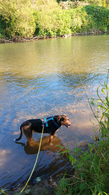 17.09.2024: Bella, (8 J) ist 9,8km gelaufen. Wahner Heide, Start beim Campingplatz bei Lohmar, an der Agger entlang