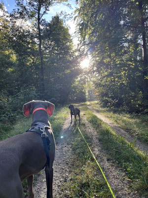 11.09.2024: Luke, (9 J) und Sky, (7 J) sind 9,2km vom Parkplatz: Max-Beckmann-Str.  Über die Fischbachhöhe r in den Wald, vorbei an der Kiesgrube an der Aachener Straße. Richtung „Am Sonnenhang“ bis zum Parkplatz.