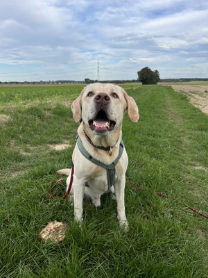 24.09.2025: Kalle ist 8,2 km über die Felder rund um Waat spaziert.