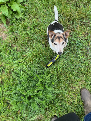 16.09.2024: Anton (13J) hat 3km auf der Hundewiese Kronstätter Straße, Köln Weiden zurückgelegt.
