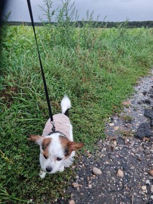 13.09.2025: Merry ist in Erftstadt am Feld entlang und dann durch den Wald zum nächsten Ort insgesamt 4,03 km gelaufen..