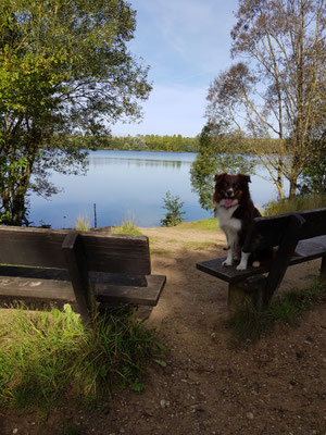 25.09.2023: Herr Schoki hat 4,3km zurückgelegt. Wanderweg im Marienfeld Kerpen rund um den Boisdorfer See (Boisdorfer Weg)