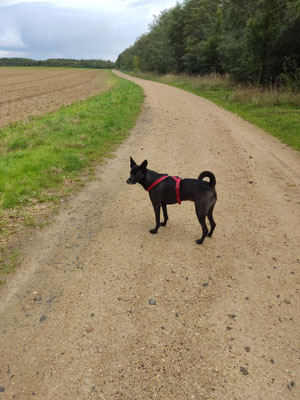 28.09.2022. Kaya, 7,15 km im  ehemaligen Tagebau.