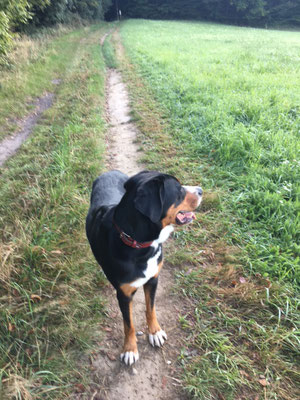 04.09.2022: Loki hat eine tolle Runde (10km) durch den wunderschönen Wienerwald gedreht.!