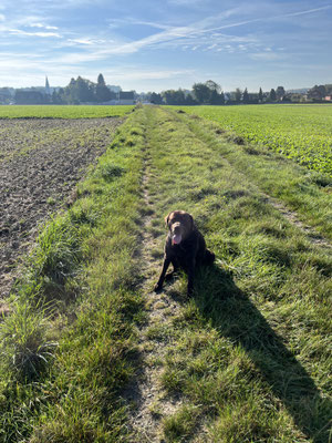 22.09.2024: Tünn, (11,5 J) ist 3,3km in den Feldern um Büsdorf gelaufen.