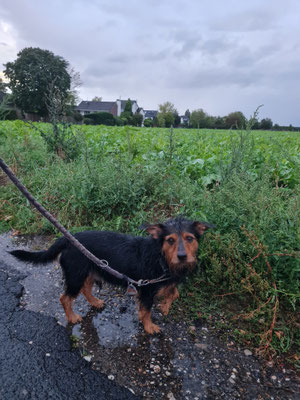 13.09.2025: Moritz hat 4,83 km zurückgelegt.  Am Feld entlang und dann durch den Wald zum nächsten Ort.