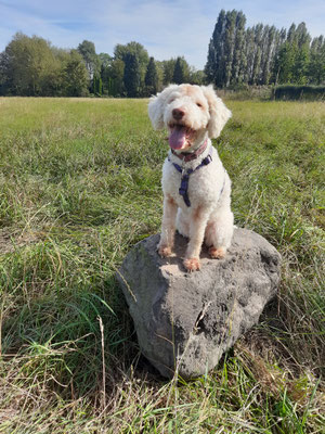 22.09.2024: Bella (5 J)  ist 4,08km gelaufen. Zu Hause gestartet, quer durch die Stadt bis zur Grube Carl, dort zwischen Wiesen und Feldern zurück zur Innenstadt und über die Fußgängerzone wieder nach Hause.