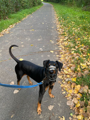 Benji aus dem Tierheim Bergheim war 3 km Rund ums Tierheim Bergheim und durchs Fortunafeld unterwegs