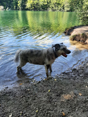 10.09.2025: Sammy ist 1,4 km auf Rügen gelaufen.