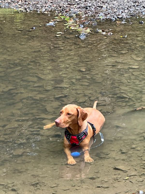 07.09.2025: Magyar Vizla hat mehr als 10km auf dem Kräuterweg in Overath zurückgelegt.