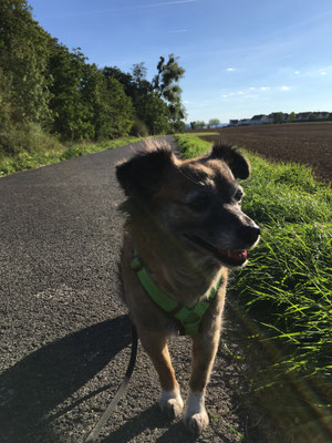 22.09.2022: Emmi ist in Heimerzheim vor der Haustür losgelaufen, an der Swist entlang Richtung Dünstekhoven, von dort irgendwann zwischen den Feldern rechts runter richtung Ollheim und wieder zurück = 6,4km .