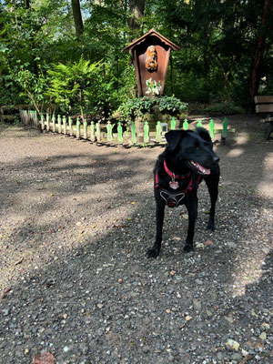 05.09.2024: Lara (3J) ist 8,68 km gelaufen. Durch die Villewälder bei Brühl und Bornheim-Walberberg Vom Wanderparkplatz an der Phantasialandstraße zum Holzweg, Kerbtal, quer über den Klüttenweg und zurück.