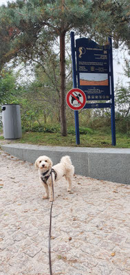 25.09.2024: Emil  (3,5 J) ist 8,6 km vom Timmendorfer Strand nach Niendorf entlang der Uferpromenade und zurück spaziert.