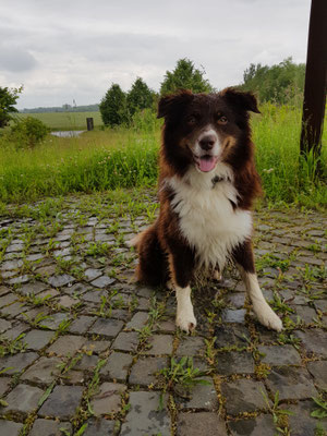 16.09.2024: Herr Schoki (4 J) hat 9,1km im Marienfeld - Boisdorfer See - Papsthügel zurückgelegt.