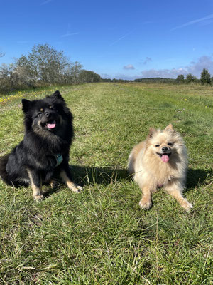 04.09.2023: Neli und Miko: Die Route ging in Glowe auf Rügen entlang der Küste über den Hundestrand und wieder zum Ferienhaus zurück.