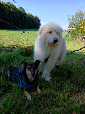 28.09.205: Flocke und Joe sind 6,84 km gelaufen. An der Glessener Waldgrenze entlang, durch den Königsdorfer Forst, an der Himmelsleiter vorbei, die Liebesallee runter