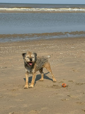 06.09.2024: Max (7,5J) hat 7km zurückgelegt, Vom Campingplatz Le Parage in Noordwijkerhout durch die Dünen zum Nordseestrand und zurück.