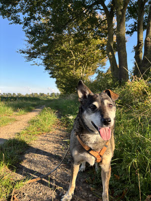 28.09.2025: Ischdi ist 4,42 km durch die Oerather Felder gewandert.