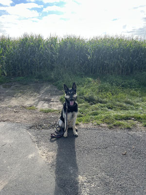 27.09.2025: Jack ist 5,4 km durch die Felder zwischen Erftstadt Lechenich-Bliesheim-Ahrem gelaufen.